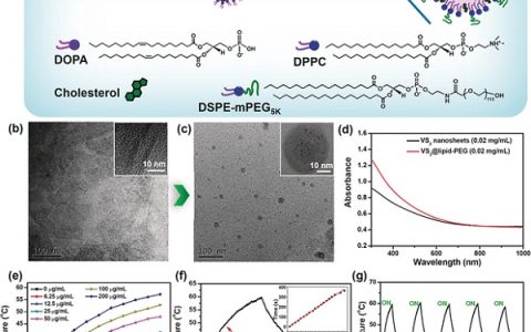 苏州大学刘庄Angew. Chem. Int. Ed.：可生物降解的多功能无机纳米肿瘤诊疗试剂