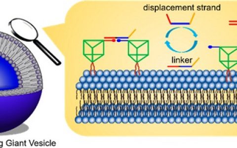 湖南大学JACS: 仿细胞囊泡上DNA纳米结构的可逆组装/解组装，磷脂膜自身性质的影响不容忽视！