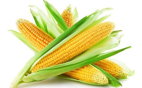 玉米除了吃,还能干什么?——聚乳酸浅谈