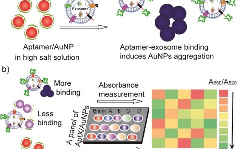 谭蔚泓院士Angew. Chem. Int. Ed.：核酸适体/纳米金生物传感器用于外泌体表面蛋白分子图谱分析