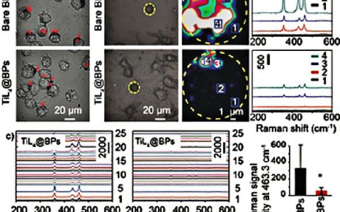 Angew. Chem. Int. Ed.：化学修饰增强黑磷纳米片的生物相容性