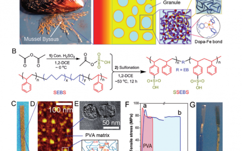 Adv.Mater：颗粒纳米结构-具有高延展性和强度的超高分子材料设计的简化生物模拟方法