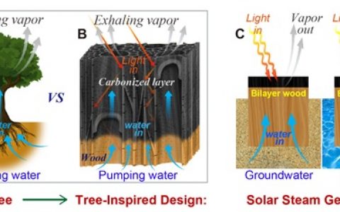 马里兰大学Adv. Mater.：仿生-受树启发的高效水提取