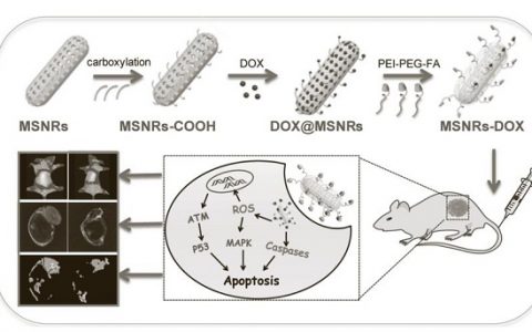 Adv. Funct. Mater.：具有降低毒性的介孔二氧化硅纳米棒用于精确癌症治疗