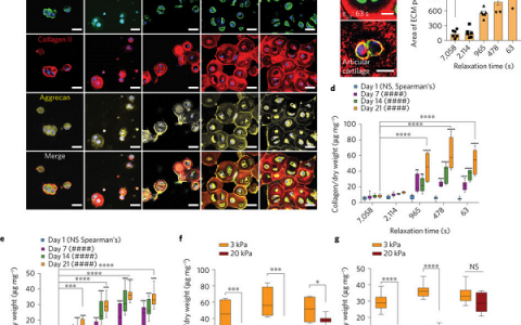 Nature子刊：通过机械约束调节由软骨细胞形成的软骨基质