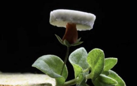 超轻的导电银气凝胶