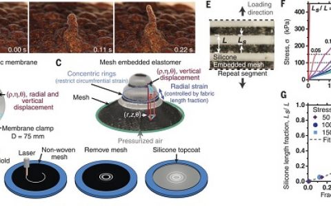 今日Science:你才是个演员——使用可编程3D纹理变形的可伸缩表面来伪装