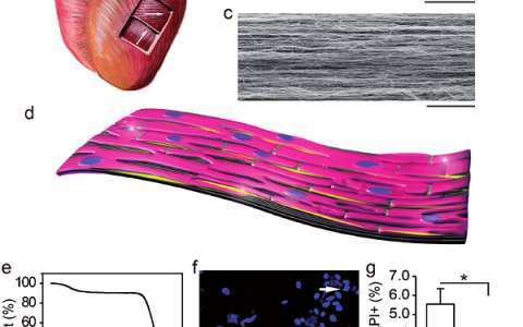 彭慧胜&李毅刚Adv.Mater:高度取向性碳纳米管薄膜引导心肌细胞取向生长并降低心肌组织的电生理异质性研究