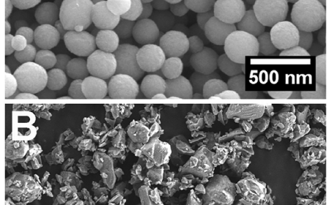 Adv. Funct. Mater.：由双膦酸盐官能化明胶和生物活性玻璃颗粒制成的复合胶体凝胶用于骨质疏松性骨缺陷再生