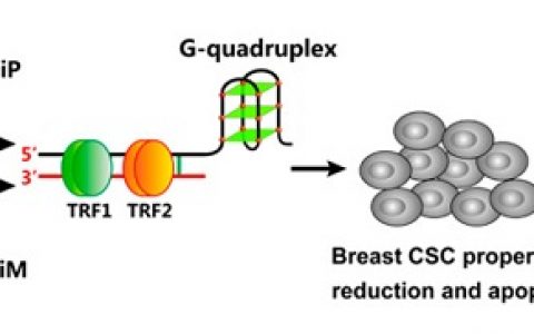 长春应化所JACS: 手性配合物在根除CSCs方面显示出明显的对映体选择性