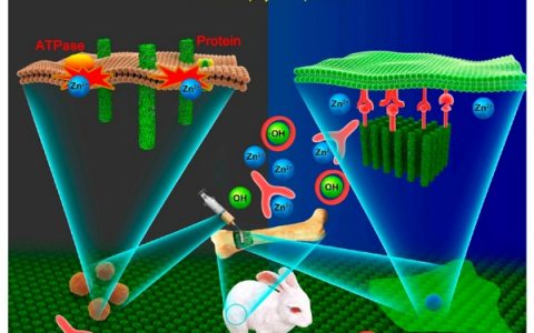ACS Nano:通过ZnO/PDA/RGDC纳米棒的选择性物理穿刺和生物功能化平衡细菌-成骨细胞竞争