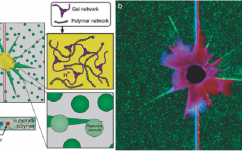 Adv. Funct. Mater. ：通过混合微胶囊- 微血管自愈系统恢复聚合物的冲击损伤