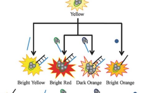 董绍俊院士Adv. Funct. Mater.: 变色龙DNA模板的AgNC实现荧光可控切换！
