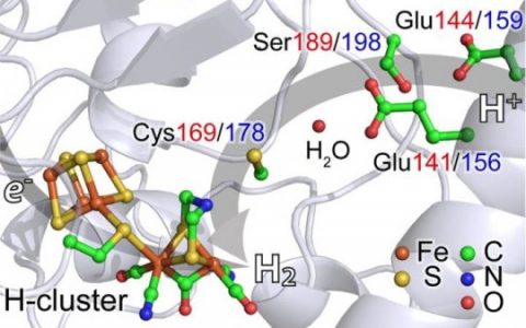 加利福尼亚大学：利用新的X射线光谱探索产氢催化剂