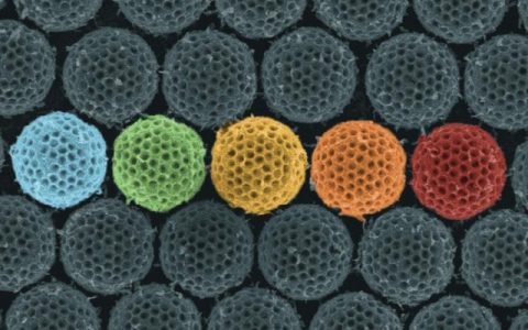 向昆虫学习 新型仿生纳米微球