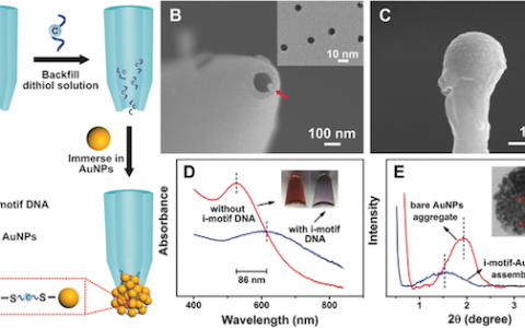 Adv. Funct. Mater.：感应微区pH 变化的 