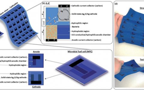 Adv. Energy. Mater：单片集成的单室无膜微生物燃料电池助力柔性可穿戴器件