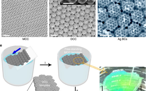 宾夕法尼亚州立大学&浙江大学Nat. Commun.:人造抗反射网粒体涂层