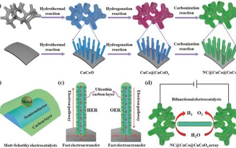 大连理工大学Adv. Funct. Mater.：Mott-Schottky集成电催化剂