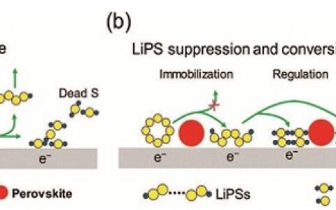 清华大学张强&北理工黄佳琦AM:用于稳定锂硫电池中调控多硫化物的双功能钙钛矿型促进剂