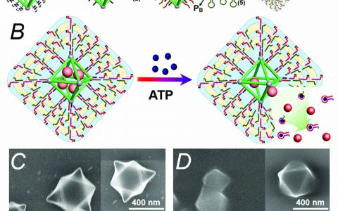 Itamar Willner教授Adv. Funct. Mater.：基于核酸的水凝胶涂覆的MOF纳米粒子用作刺激响应的可控药物释放