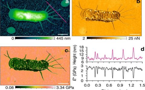 哈尔滨工业大学：谢晖研究组在纳米力学测量成像方面取得重要进展