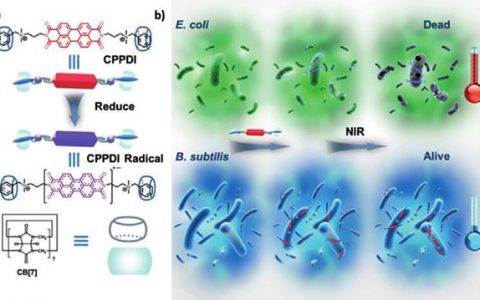 清华大学张希院士Angew. Chem. Int. Ed.:细菌触发的阴离子超分子自由基用于原位选择性光热治疗