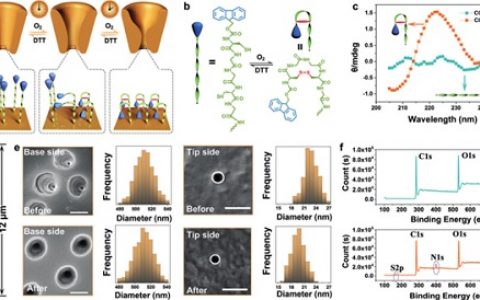Angew. Chem. Int. Ed.：仿生合成多肽门纳米薄膜用于灵活的分子运输