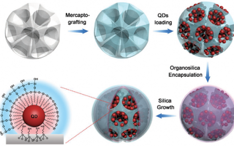 Adv. Funct. Mater.：用于超灵敏荧光免疫分析的具有中心径向和高密度量子点的二氧化硅胶体