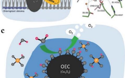 Adv. Energy Mater.：模拟光系统II设计中性水氧化催化剂——以Co3O4为例