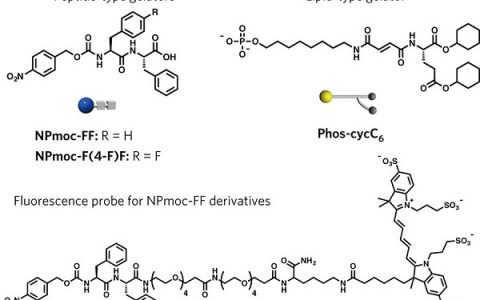 京都大学Nature子刊：一种具备自分选功能双纳米纤维网络的自适应超分子水凝胶