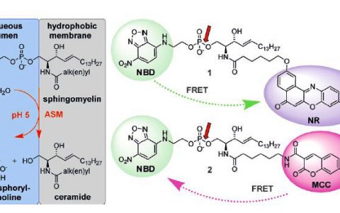 梳理：过去一年荧光生物探针领域重大研究突破