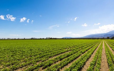 植物可穿戴传感器