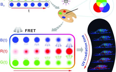中科院化学所Adv. Funct. Mater.: 基于纤维素的可调全彩动态荧光材料