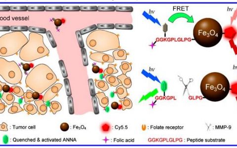 中科院化学所高明远JACS:双比率荧光探针实现活体MMP-9和pH变化的实时监测