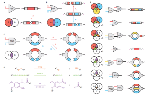 Nat. Chem. ：工程模块化生物材料逻辑门用于药物递送