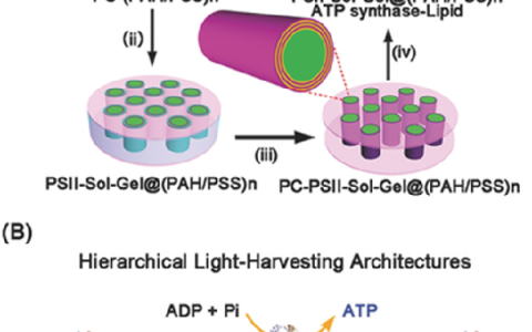 Adv. Funct. Mater.：自组装分级有序结构，实现高效的光合磷酸化