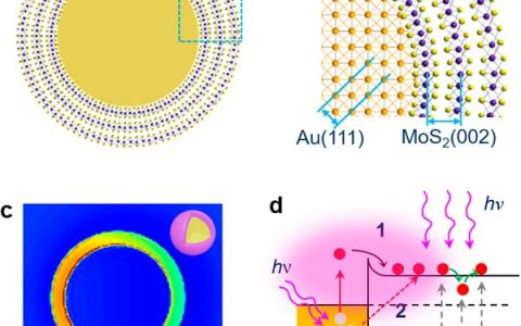 ACS Nano :新型曲面二维材料-基于Au@MoS2核壳异质结构的等离子体增强光电传感器