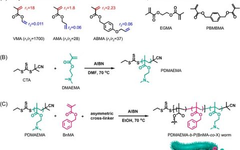 上海大学Macromolecules：聚合诱导自组装中，用不对称交联剂对蠕虫状嵌段共聚物进行形态学稳定性分析