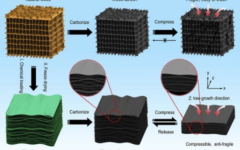 马里兰大学胡良兵Chem:弹性木头碳海绵