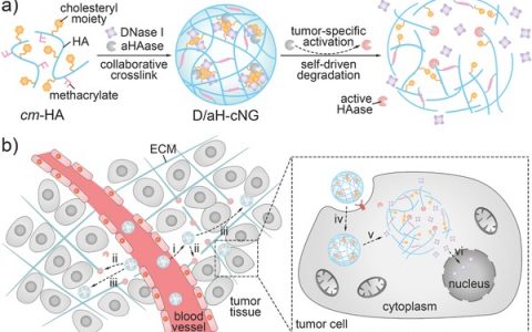 Adv. Funct. Mater.封面：肿瘤特异性自降解纳米凝胶作为抗肿瘤蛋白系统递送的潜在载体