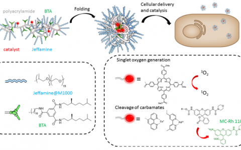 催化活性单链聚合物纳米粒子：探索其在复杂生物媒体中的功能