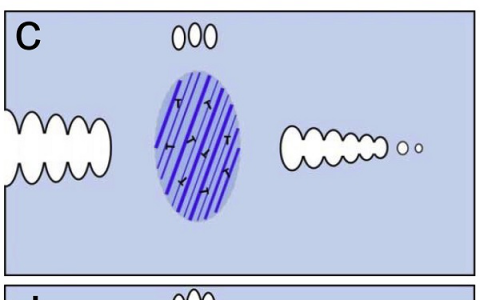 Acta Materialia：具有纳米孪晶束的异质化纳米结构316L不锈钢断裂行为研究