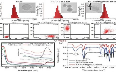 华科刘笔锋Adv. Funct. Mater.:双配体修饰外泌体的化疗-光热协同靶向肿瘤治疗法