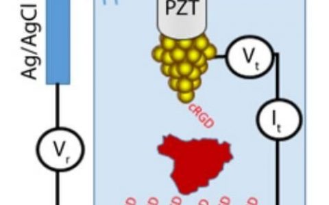 【IOP专栏】亚利桑那州立大学张斌田Nano Futures:蛋白质分子中观察到大电导波动现象