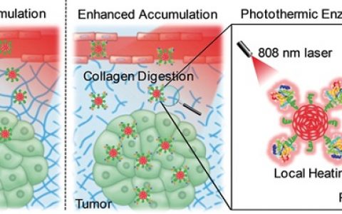 NTU 最新Angew. Chem. Int. Ed.：远程控酶——具有光热活性的半导体聚合物纳米酶用于癌症治疗