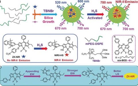 华东理工&上海应物所Angew. Chem. Int. Ed.: 可激活的近红外二区荧光探针用于结直肠癌成像