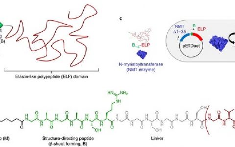 美国杜克大学Nat. Chem.：温度诱导分级自组装的基因编码脂质-多肽混合生物材料
