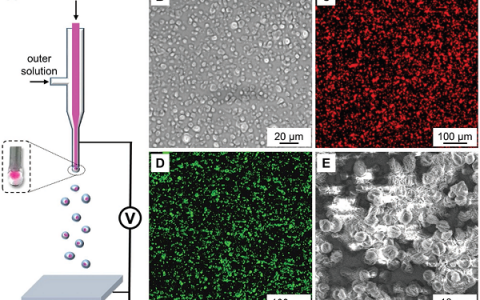 Adv. Funct. Mater.：具有静电纺丝纤维的相变材料促进神经突生长