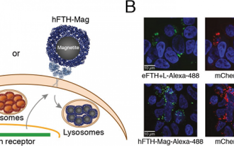 Adv. Funct. Mater：遗传控制的超顺磁性铁蛋白溶酶体包裹多模式和多尺度成像和低组织衰减